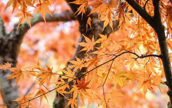 ▲▼啐啄園。（圖／部落客小虎食夢網授權提供）