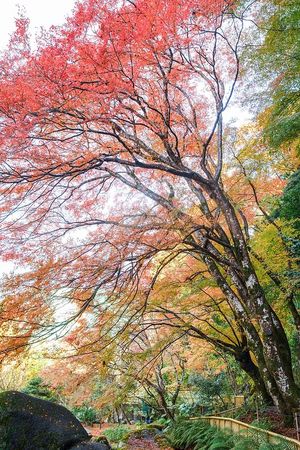 ▲▼啐啄園。（圖／部落客小虎食夢網授權提供）
