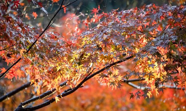 ▲▼啐啄園。（圖／部落客小虎食夢網授權提供）