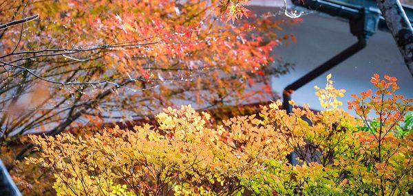▲▼啐啄園。（圖／部落客小虎食夢網授權提供）