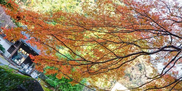 ▲▼啐啄園。（圖／部落客小虎食夢網授權提供）