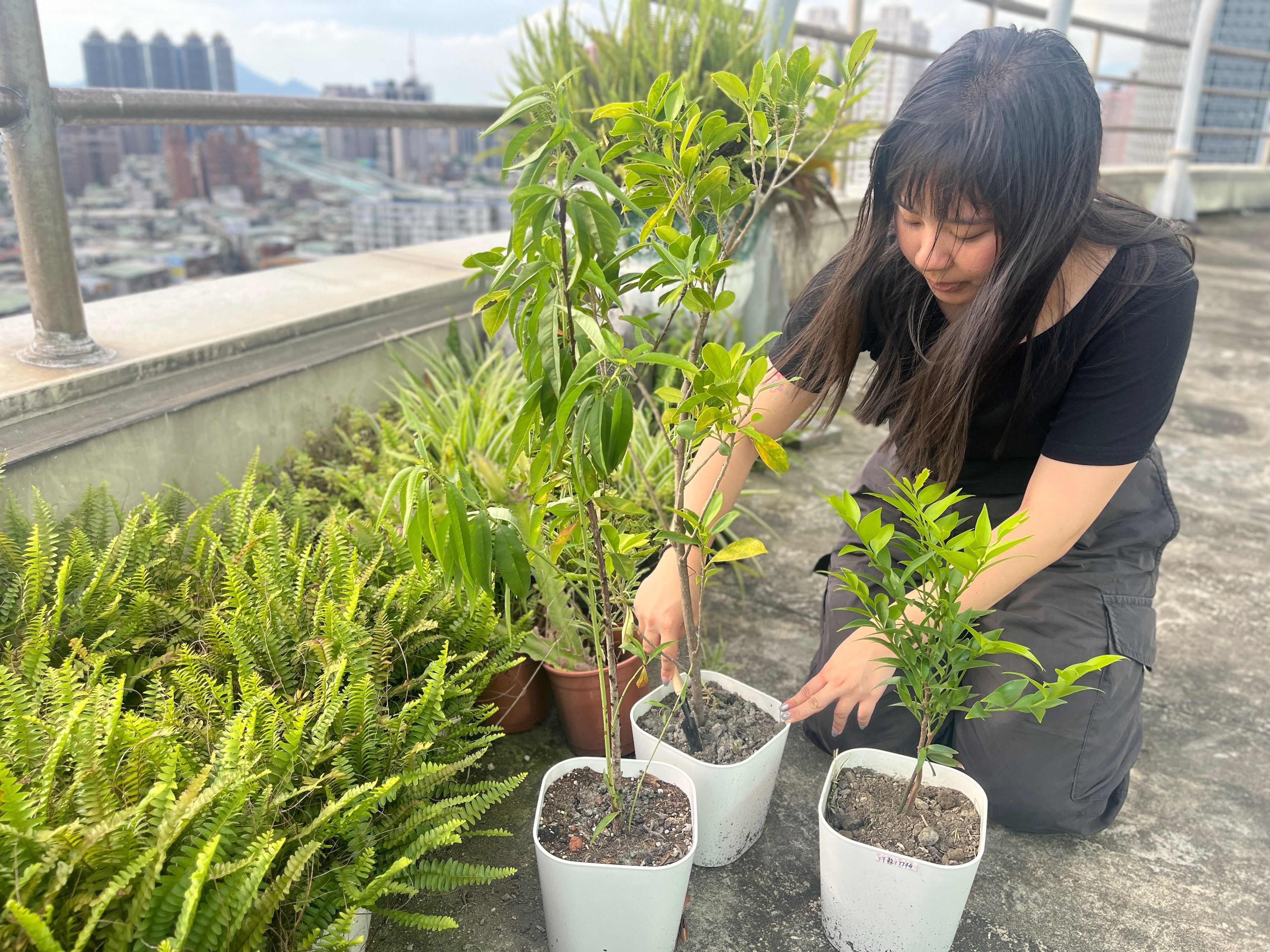 ▲新北號召全民植樹抗乾旱。（圖／新北市農業局提供）