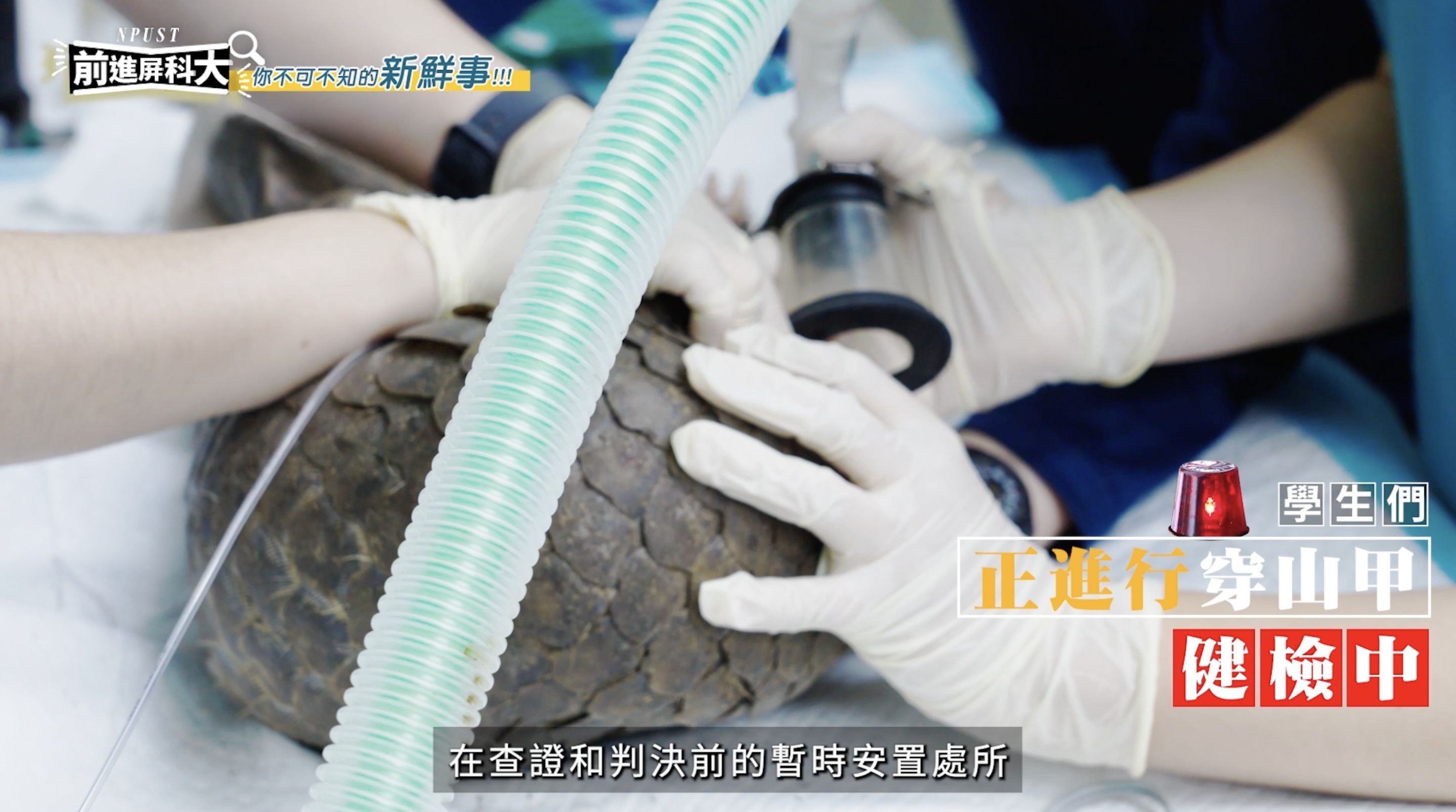 ▲▼屏東,屏東科技大學,農業,獸醫,AI,綠色大學,人才,教育。（圖／翻攝自影片）