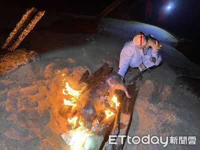又見海漂豬屍！金門驗出「非洲豬瘟陽性」　豬肉產品暫禁銷台