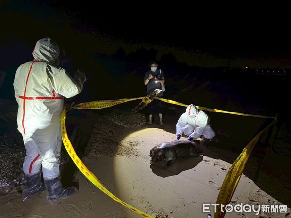 ▲▼非洲豬瘟死豬飄金門。（圖／記者林名揚翻攝）