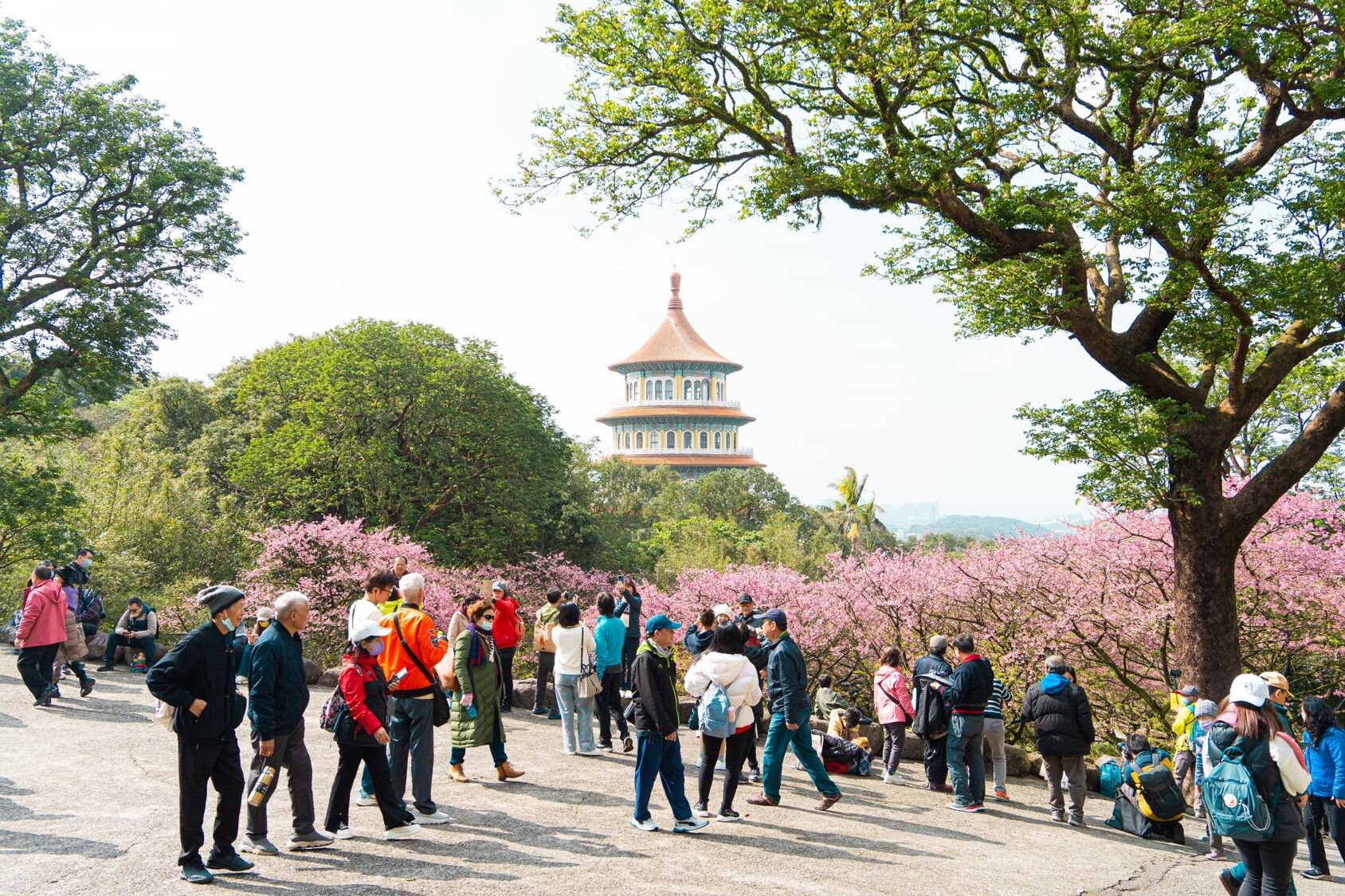 ▲新北櫻花季+公園改造。（圖／新北市景觀處提供）