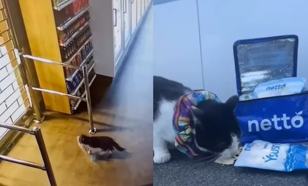 最貴魚乾狂被偷　超市抓到「超萌貓大盜」被收服：直接送一箱。（圖／翻攝自Instagram／netto.is）