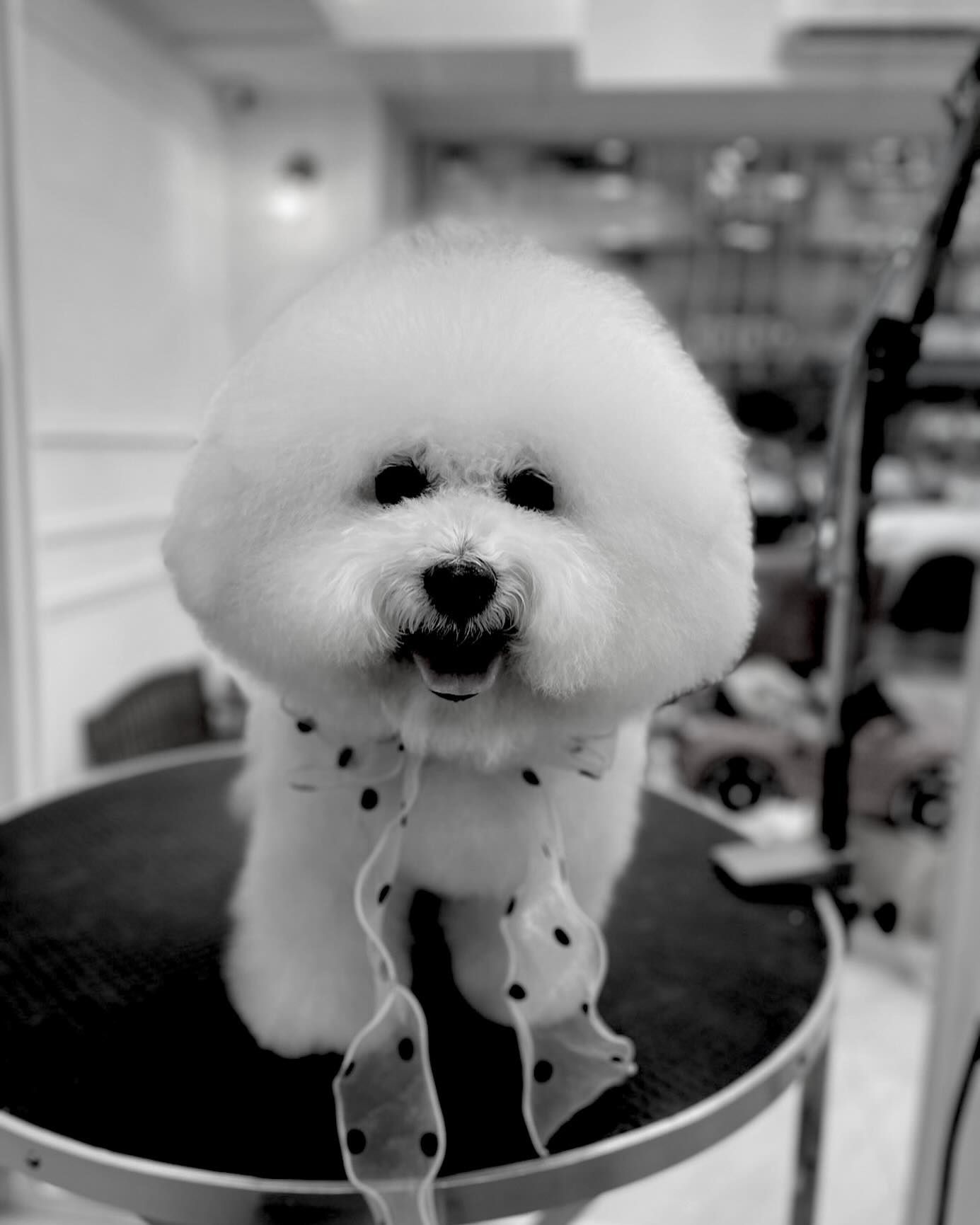 ▲▼賈靜雯淚別15年狗女兒！愛犬「挑好時機道別」。（圖／翻攝自Instagram／alyssachia）