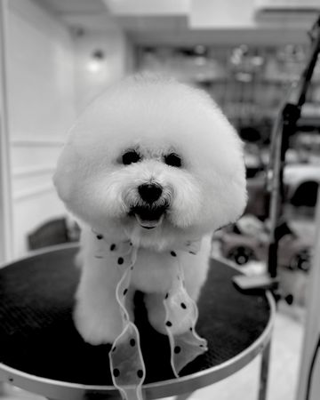 ▲▼賈靜雯淚別15年狗女兒！愛犬「挑好時機道別」。（圖／翻攝自Instagram／alyssachia）