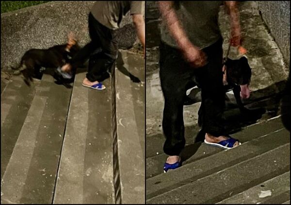 ▲▼攻擊事件頻傳! 比特犬
