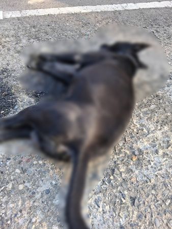 ▲台南後壁區知名觀光景點「菁寮老街」再爆家犬疑似中毒死亡案件，飼主一家悲痛不已，據悉這已是當地半年內第4起毛孩疑似中毒死亡事件，引發居民強烈不安與怒火。。（示意圖，翻攝自紀念虎妹~毛孩事件通報區 ，下同）