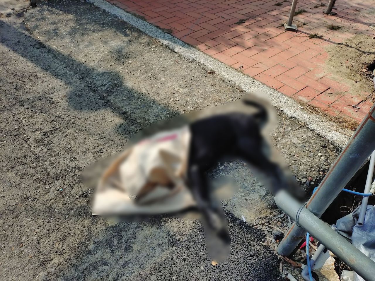 又有毛孩枉死！台南菁寮老街爆第4起疑似毒殺案　動保處加強巡邏