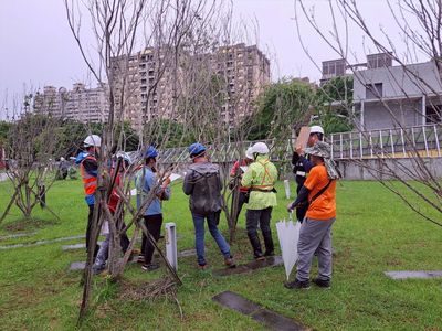 新北樹木修剪認證再進化 專家實務教學助學員通關