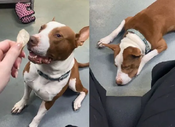 ▲。（圖／翻攝自Tiktok／@mborgman15）