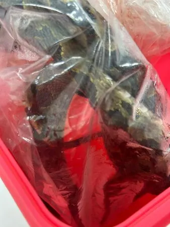 ▲▼毒蛇爆發！3天2人被龜殼花咬傷　急診醫：血清庫存全用完了。（圖／翻攝超級白急診醫師臉書）