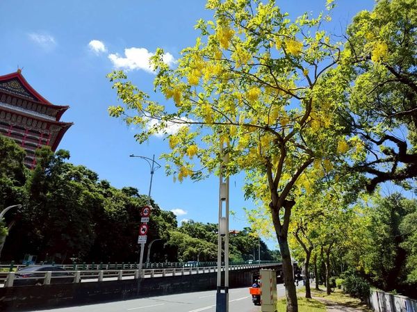 ▲台北市近日迎來大花紫薇與金黃色阿勃勒齊綻放。（圖／北市公園處提供）