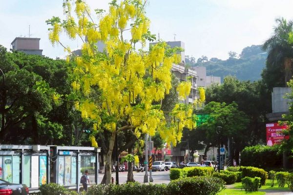▲台北市近日迎來大花紫薇與金黃色阿勃勒齊綻放。（圖／北市公園處提供）