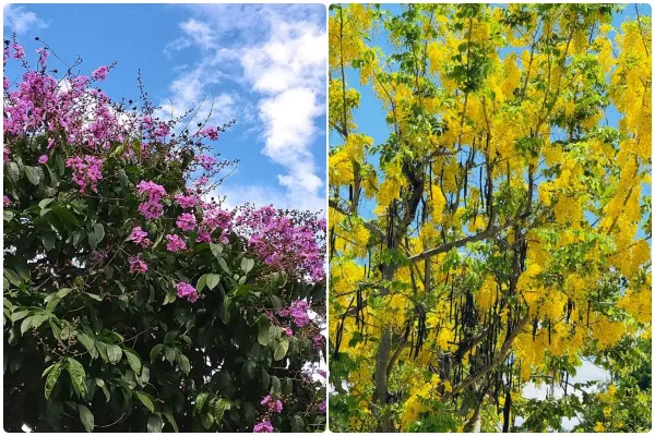 ▲台北市近日迎來大花紫薇與金黃色阿勃勒齊綻放。（圖／北市公園處提供）