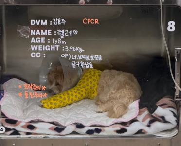 愛犬接回前一刻「遭職員失手摔斷腿」！　韓藝瑟心疼曝術後照