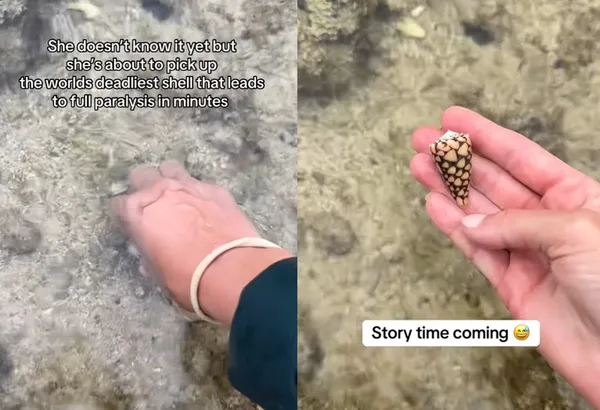 女遊客在沖繩海邊撿漂亮貝殼　竟是「最毒殺手」差點喪命畫面曝。（圖／翻攝自TikTok／beckyleeinoki）
