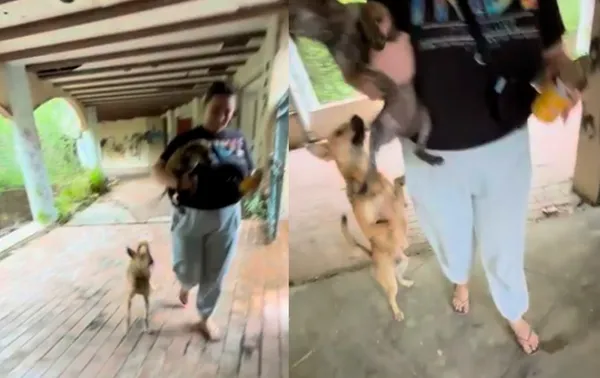 廢墟中救出虛弱小狗　流浪狗爸一路狂追收容所人員：那是我孩子。（圖／翻攝自Instagram／booniebabies）