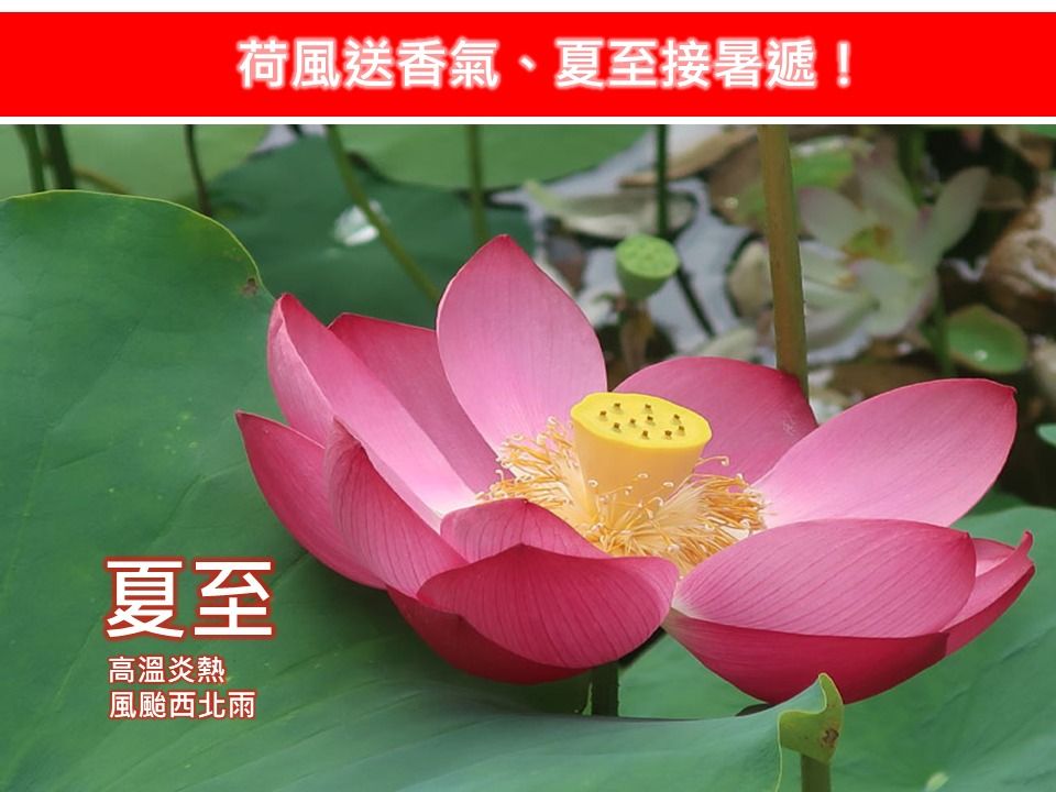 ▲▼林得恩「荷風送香氣、夏至接暑遞」。（圖／翻攝臉書／林老師氣象站）