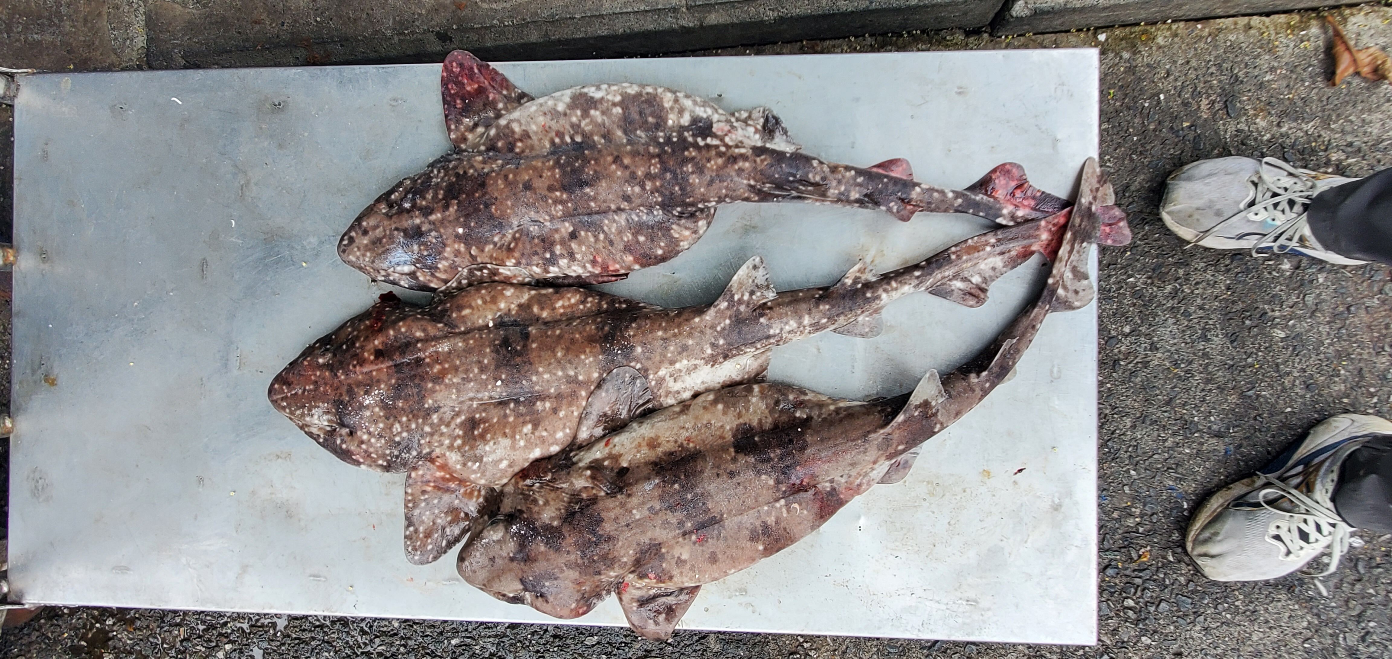 ▲何宣慶(左)阿興生魚片老闆黃健軒。（圖／黃健軒提供）