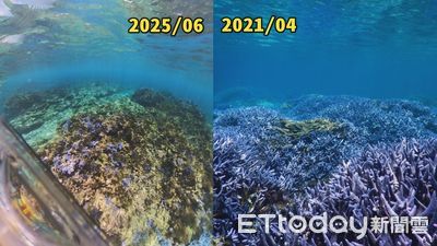澎湖海底薰衣草森林變一片慘綠　潛水客沒半個