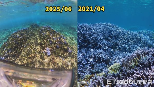 ▲▼「南方四島國家公園」東吉嶼曾擁有大片宛如薰衣草森林的紫色珊瑚礁群，如今夢幻場景因藻類覆蓋已不再 。（圖／業者提供）