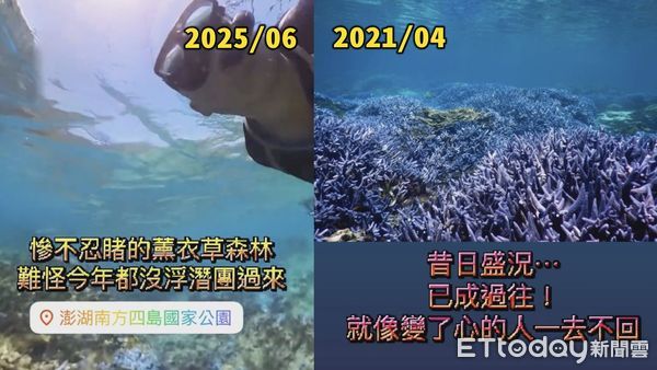 ▲▼「南方四島國家公園」東吉嶼曾擁有大片宛如薰衣草森林的紫色珊瑚礁群，如今夢幻場景因藻類覆蓋已不再 。（圖／業者提供）