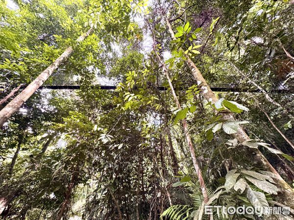 ▲沙巴波令樹頂吊橋（Poring Canopy Walkway）,波令溫泉（Poring Hot Spring）,沙巴旅遊,馬來西亞旅遊。（圖／記者彭懷玉攝）