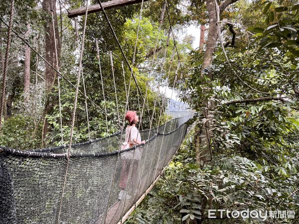 ▲沙巴波令樹頂吊橋（Poring Canopy Walkway）,波令溫泉（Poring Hot Spring）,沙巴旅遊,馬來西亞旅遊。（圖／記者彭懷玉攝）