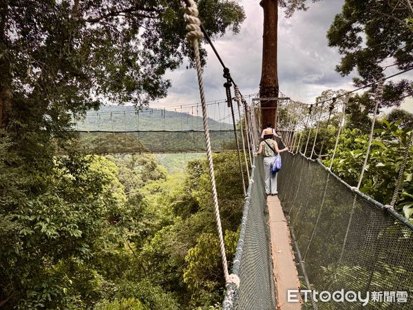 ▲沙巴波令樹頂吊橋（Poring Canopy Walkway）,波令溫泉（Poring Hot Spring）,沙巴旅遊,馬來西亞旅遊。（圖／記者彭懷玉攝）
