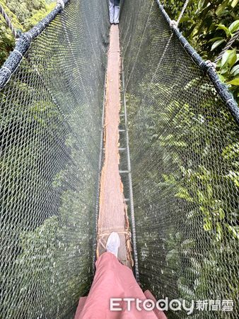 ▲沙巴波令樹頂吊橋（Poring Canopy Walkway）,波令溫泉（Poring Hot Spring）,沙巴旅遊,馬來西亞旅遊。（圖／記者彭懷玉攝）