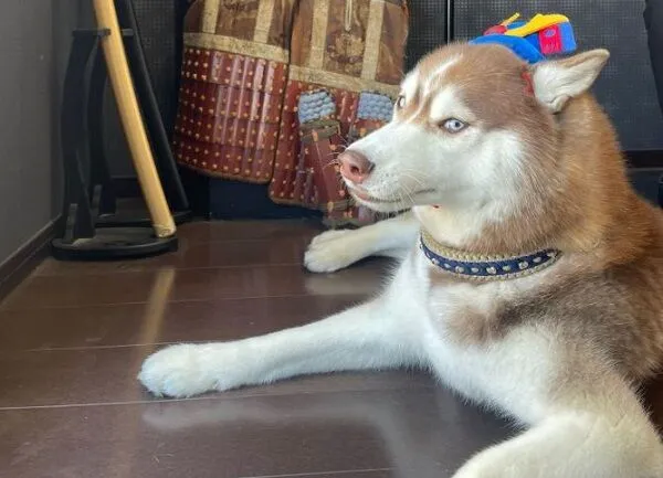 ▲。（圖／翻攝自X／@mi_mojito_ku）