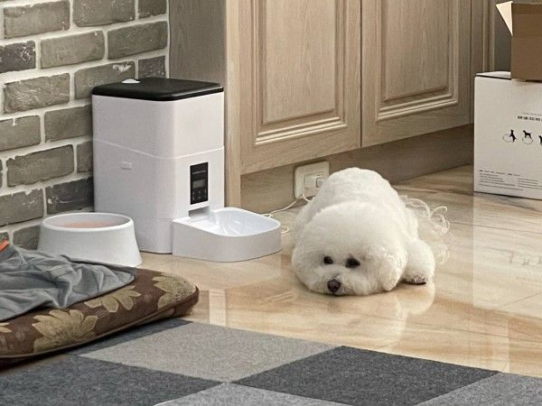 ▲比熊犬嚕米總是吃不飽。（圖／網友陳錦美提供，請勿隨意翻拍，以免侵權。）