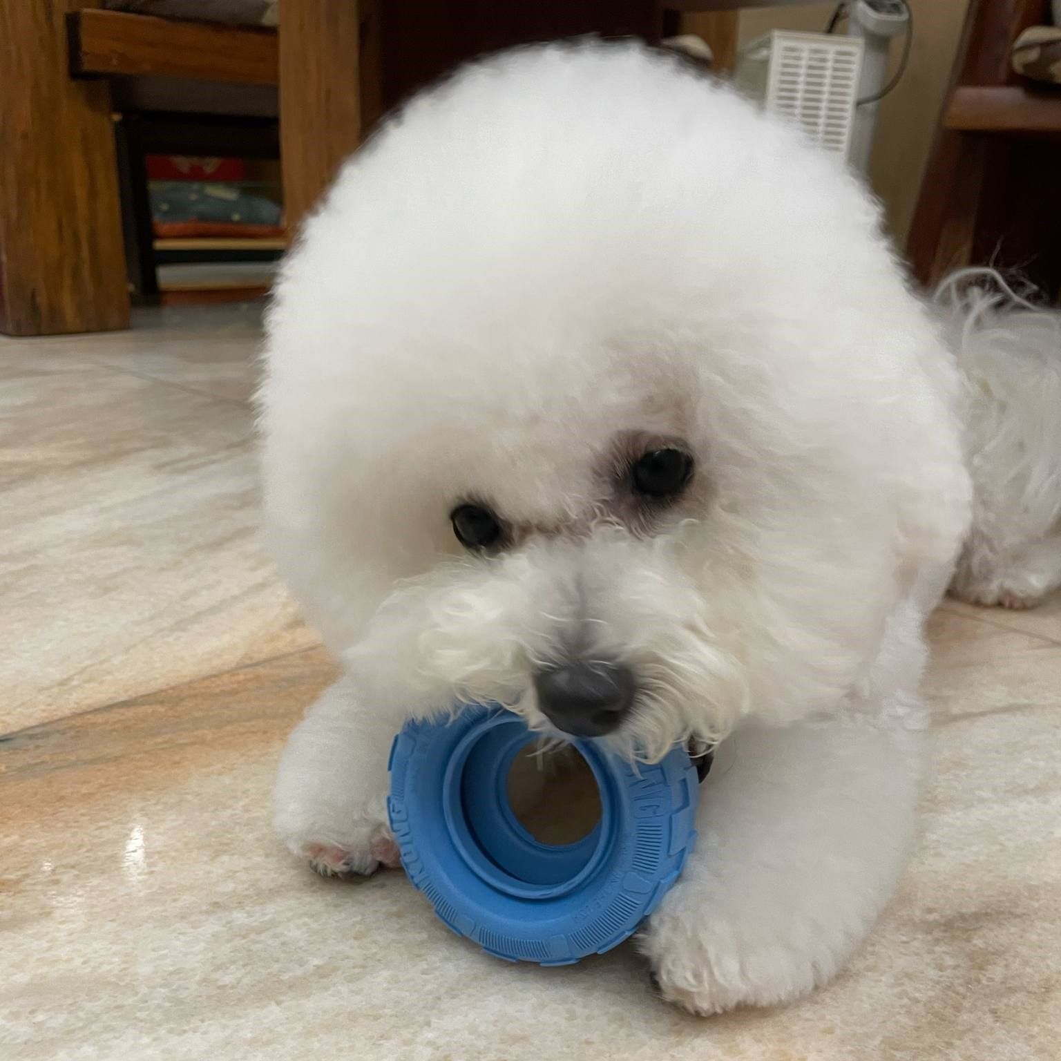 ▲比熊犬嚕米總是吃不飽。（圖／網友陳錦美提供，請勿隨意翻拍，以免侵權。）