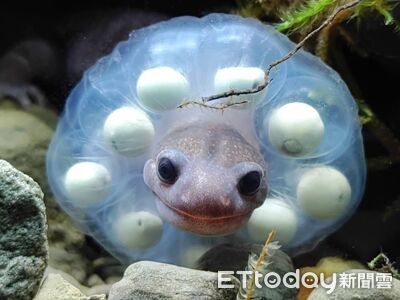 提供AIoT、即時傳輸、冷鏈能力 台哥大助玉管處續探山椒魚奧秘