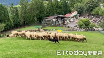 樺加沙進逼！武陵、清境、福壽山農場明1400起休園　將視天候重啟