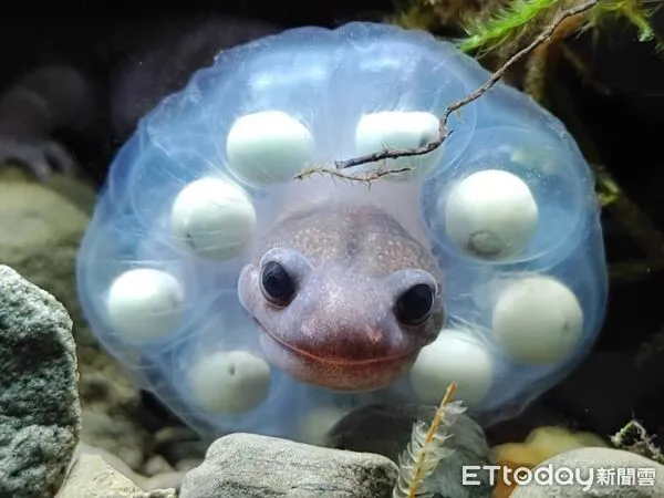 ▲阿里山山椒魚護卵行為。（圖／玉山國家公園管理處提供，印莉敏攝影）