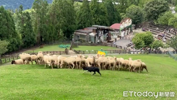 ▲清境農場牧羊犬氣球7月2日亮相，命名決選進入最終階段。（圖／清境農場提供，下同）