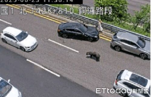 ▲國道1號苗栗銅鑼路段，中午發生毛豬跳車釀碰撞事故，將牠吊掛上車沒有多久即猝死，警方對駕駛開出罰單。（圖／記者楊永盛翻攝）