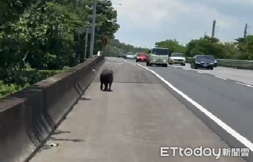 ▲國道1號苗栗銅鑼路段，中午發生毛豬跳車釀碰撞事故，將牠吊掛上車沒有多久即猝死，警方對駕駛開出罰單。（圖／記者楊永盛翻攝）