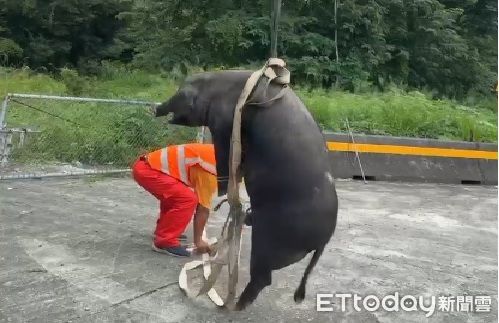▲國道1號苗栗銅鑼路段，中午發生毛豬跳車釀碰撞事故，將牠吊掛上車沒有多久即猝死，警方對駕駛開出罰單。（圖／記者楊永盛翻攝）