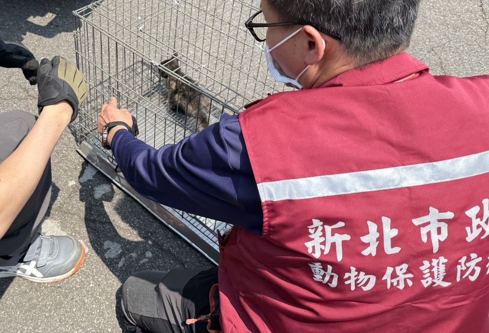 ▲新北掃街車暗藏喵星人 動保員救援過程全紀錄。（圖／新北市動保處提供）