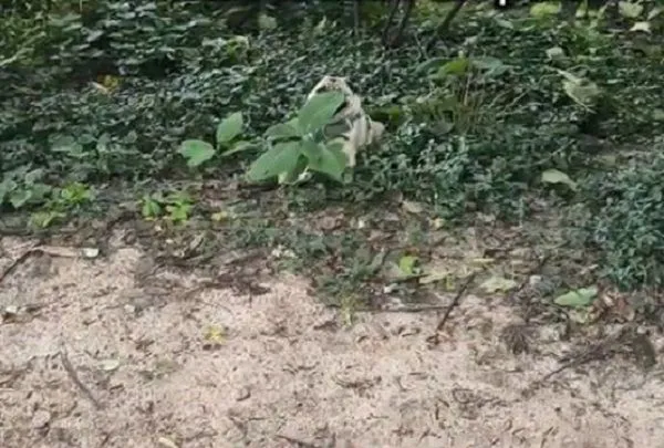 ▲。（圖／翻攝自Tiktok／@frankiedoesny）