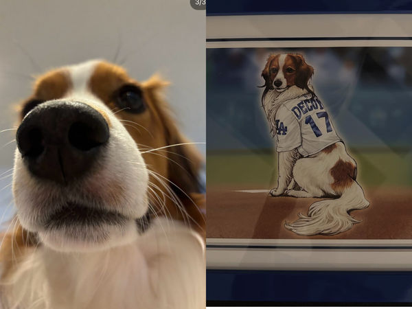 ▲▼     破天荒！大谷翔平在社群公開愛犬Dekopin化身《遊戲王》卡片　還曬出「休假日」最新近況照        。（圖／截自大谷翔平IG$