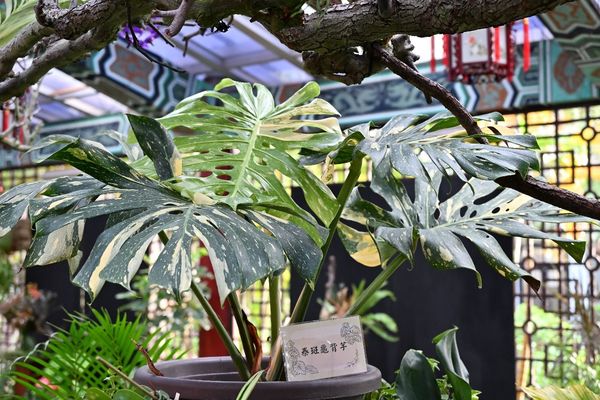 ▲「雨林植物展」即日起在士林官邸新蘭亭登場。（圖／北市公園處提供）