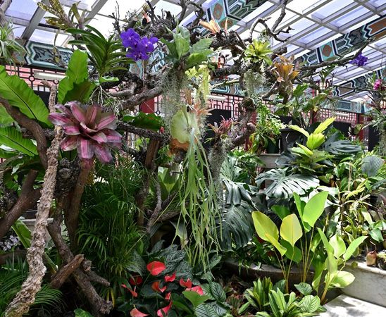 ▲「雨林植物展」即日起在士林官邸新蘭亭登場。（圖／北市公園處提供）