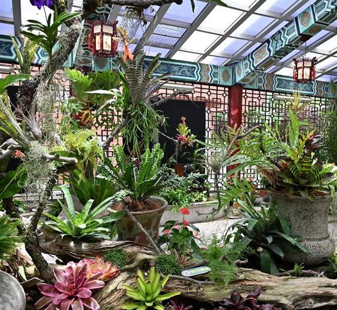 ▲「雨林植物展」即日起在士林官邸新蘭亭登場。（圖／北市公園處提供）